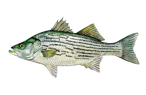 Great for Hybrid Striped Bass