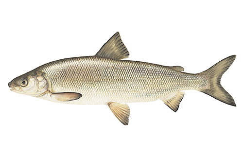 Whitefish image