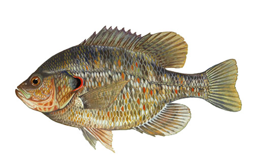 Panfish image