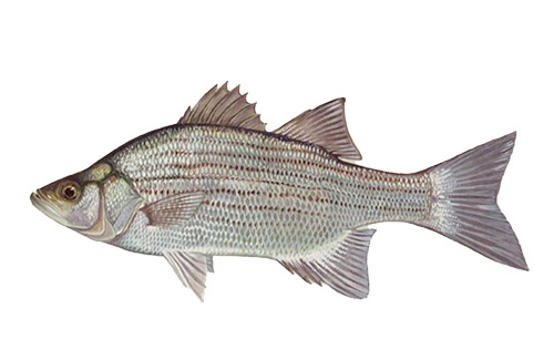 White Bass image