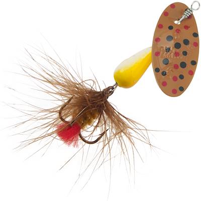 Brook Trout Dressed