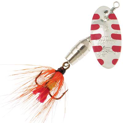 Silver/Yellow Salamander Fly