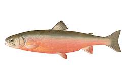 Great for Arctic Char