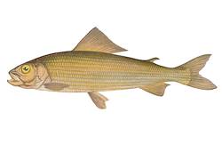 Great for Grayling