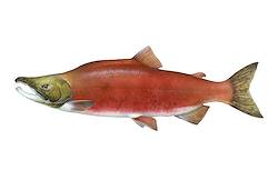 Great for Kokanee