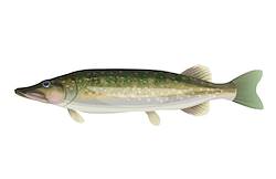 Great for Muskie