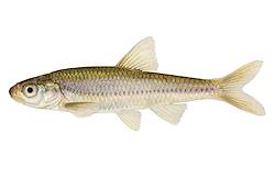 Great for Northern Pikeminnow