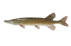 Great for Pickerel