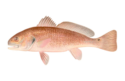 Redfish image