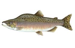 Great for Salmon