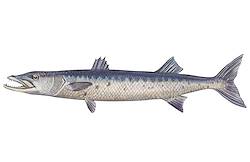 Great for Barracuda