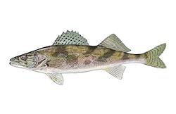 Great for Sauger