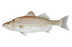 Great for Striped Bass
