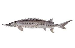 Sturgeon image