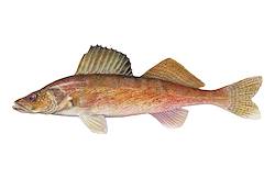 Great for Walleye