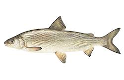 Great for Whitefish
