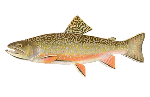 Great for Brook Trout