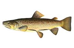 Great for Brown Trout