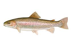 Great for Rainbow Trout