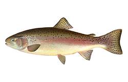 Great for Trout