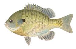 Great for Bluegill
