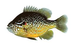 Great for Pumpkinseed