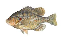 Great for Sunfish