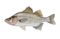 Great for White Perch