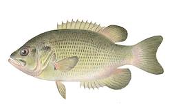 Great for Rock Bass