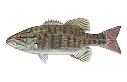 Great for Smallmouth Bass