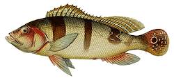 Great for Peacock Bass