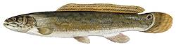 Great for Bowfin