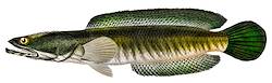 Great for Snakehead