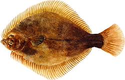 Great for Flounder