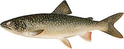 Great for Lake Trout