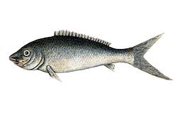 Great for Bonefish