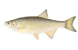 Great for Bream