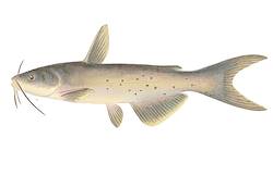 Great for Catfish