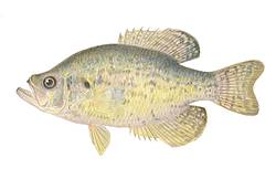 Great for Crappie