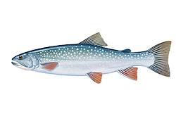 Great for Dolly Varden