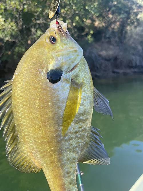 Robert Bradley 's Fish