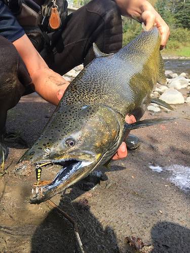 Nick Brevitz's Fish