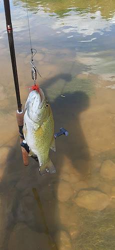 Aaron Mcdonald's Fish