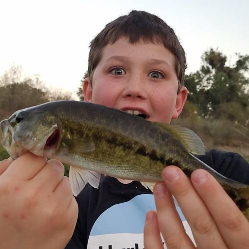 Koen Hawn's Fish