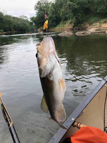 Cinc  Hayes 's Fish